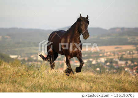 Friesian horse moving in sunset Friesian horse moving in sunset 136190705