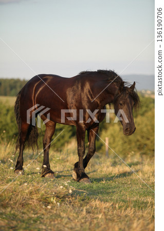 Friesian horse moving in sunset Friesian horse moving in sunset 136190706