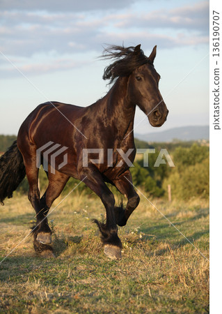 Friesian horse moving in sunset 136190707