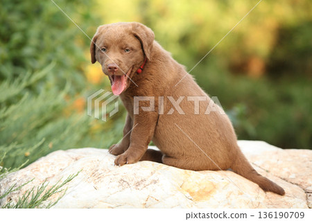 Chesapeake Bay retriever puppy in the garden Chesapeake Bay retriever puppy in the garden 136190709