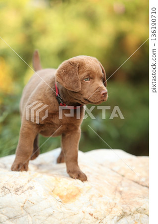 Chesapeake Bay retriever puppy in the garden 136190710