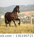 Friesian horse moving in sunset 136190715