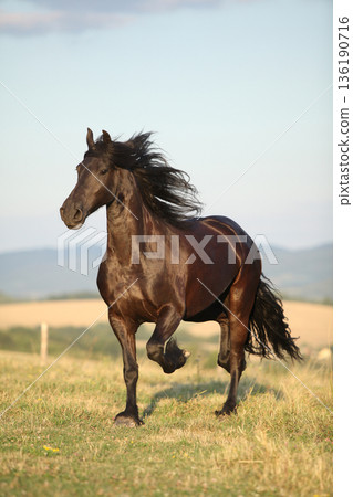 Friesian horse moving in sunset Friesian horse moving in sunset 136190716