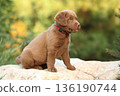 Chesapeake Bay retriever puppy in the garden 136190744