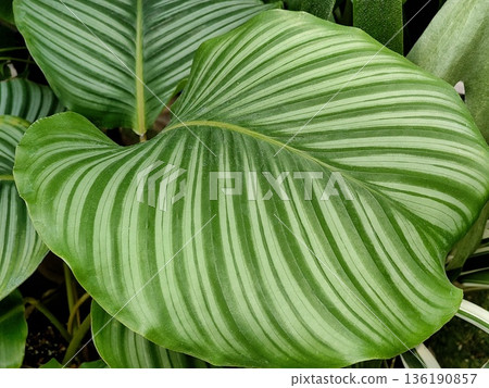 Kalathea Orbifolia 136190857