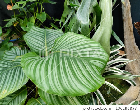 Kalathea Orbifolia 136190858