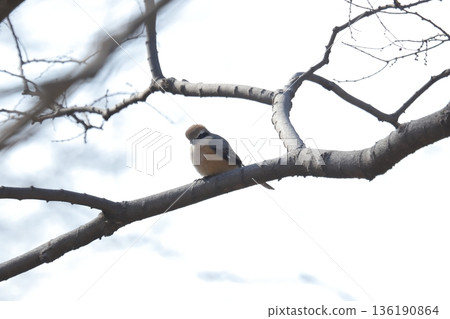 伯勞鳥 136190864