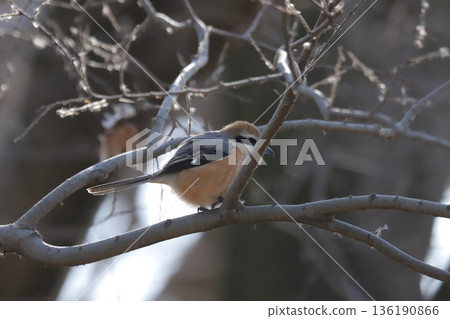 Shrike Shrike 136190866