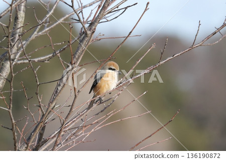 伯勞鳥 136190872