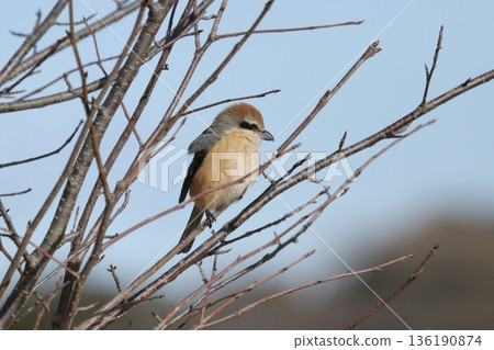 伯勞鳥 136190874