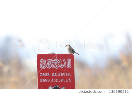 麻雀 麻雀 136190911