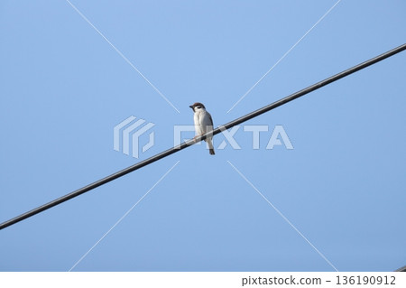 Sparrow Sparrow 136190912