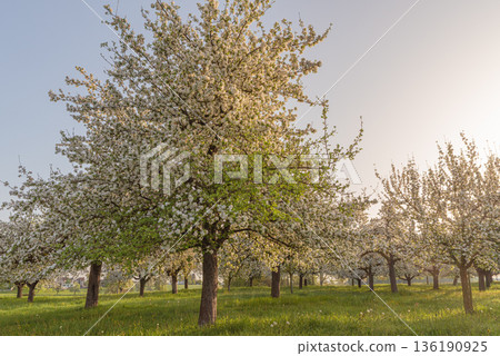 Blossoming apple trees on spring meadow in morning light, Canton of Thurgau, Switzerland Blossoming apple trees on spring meadow in morning light, Canton of Thurgau, Switzerland 136190925