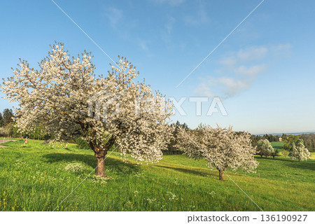 Blossoming pear trees on a meadow, Roggwil, Canton of Thurgau, Switzerland Blossoming pear trees on a meadow, Roggwil, Canton of Thurgau, Switzerland 136190927