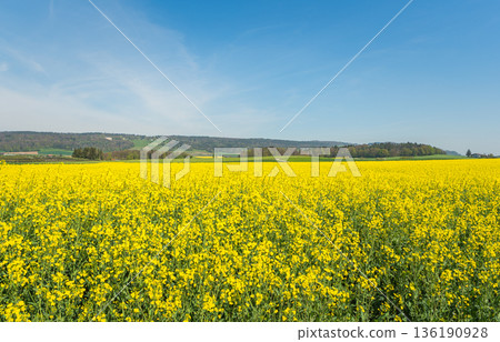 Blooming yellow rapeseed field in spring, Canton of Thurgau, Switzerland Blooming yellow rapeseed field in spring, Canton of Thurgau, Switzerland 136190928