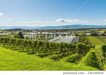 Vineyards and fruit plantations on Lake Constance with view of the Austrian and Swiss Alps, Germany 136190930