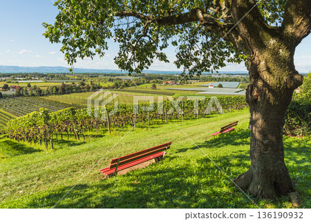 Red benches overlooking vineyards and orchards at Lake Constance, Baden-Wuerttemberg, Germany 136190932