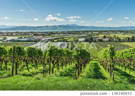 Vineyards and fruit plantations on Lake Constance with view of the Swiss Alps, Germany 136190933