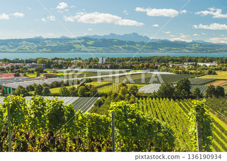 Vineyards and fruit plantations on Lake Constance with view of the Swiss Alps, Germany 136190934