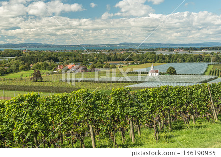Panoramic view of vineyards and fruit plantations on Lake Constance, Baden-Wuerttemberg, Germany 136190935