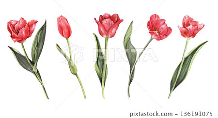 Five Red Tulips Bouquet Watercolor Spring set Five Red Tulips Bouquet Watercolor Spring set 136191075