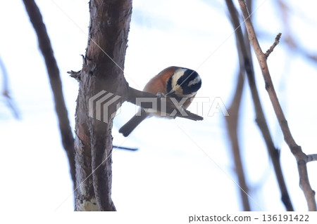 Yamagara Yamagara 136191422