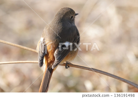 Daurian Redstart ♀ 136191498
