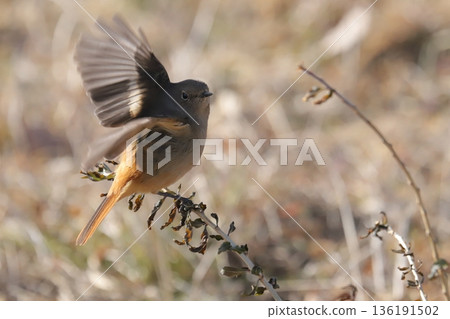 茹比塔基♀ 茹比塔基♀ 136191502