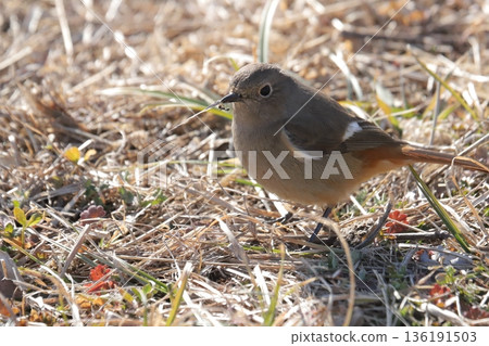 Daurian Redstart ♀ 136191503