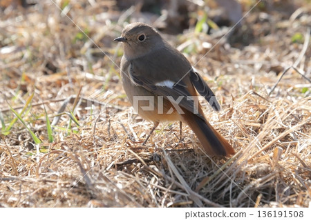 茹比塔基♀ 136191508