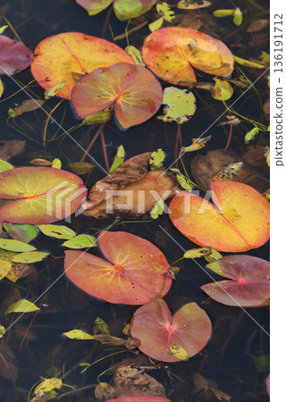 Fallen leaves floating on the water Fallen leaves floating on the water 136191712