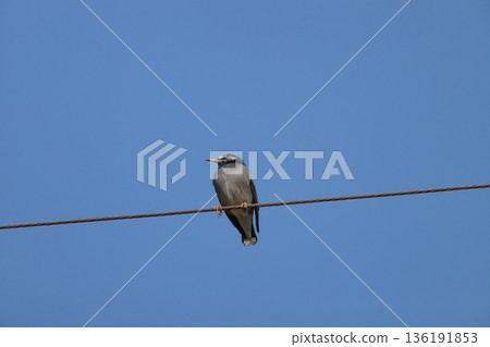 芥末之星 136191853