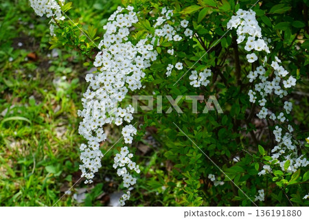 雪花花 雪花花 136191880