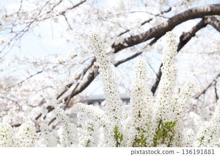 雪和一棵櫻桃樹 雪和一棵櫻桃樹 136191881