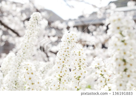 Snow Flower Flower 136191883