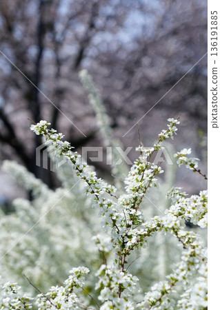 Snow Flower Flower Snow Flower Flower 136191885