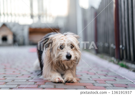 Mixed breed dog lying on paved walkway outdoors 136191937