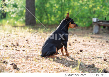 Miniature pinscher sitting in forest clearing 136191938