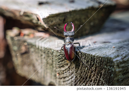 Stag Beetle on Wooden Surface Stag Beetle on Wooden Surface 136191945
