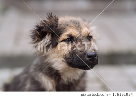 Sad Puppy Portrait with Soft Natural Light Sad Puppy Portrait with Soft Natural Light 136191954