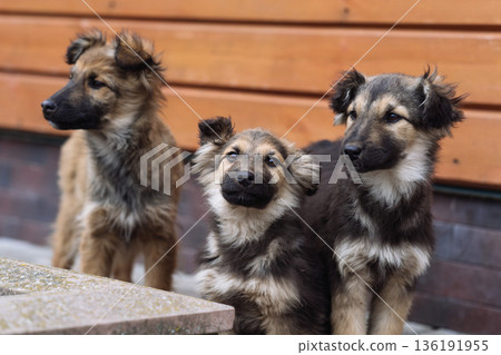 Three Mixed Breed Puppies Sitting Together Outdoors Three Mixed Breed Puppies Sitting Together Outdoors 136191955