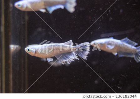 Medaka Kissing Light System 136192044