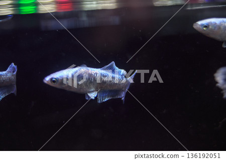 目高鮫親吻光系統 136192051