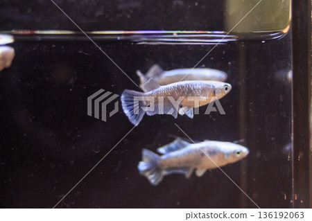 Medaka Kissing Light System Medaka Kissing Light System 136192063