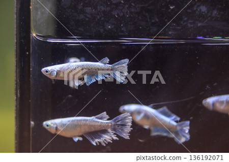 Medaka Kissing Light System Medaka Kissing Light System 136192071