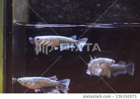 Medaka Kissing Light System Medaka Kissing Light System 136192073