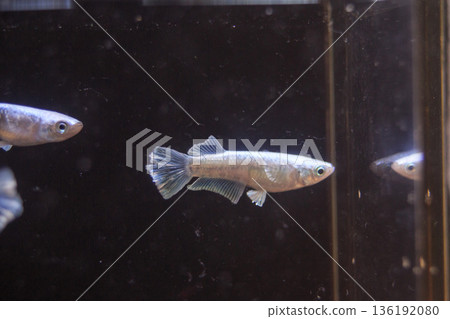 Medaka Kissing Light System Medaka Kissing Light System 136192080