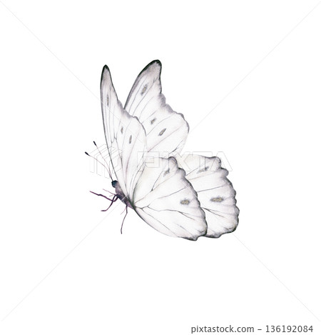 White butterfly with delicate shimmering pattern,inspired by the Morpho godartii Bolivia.Symbolizing departed souls,purity,innocence,for memorial designs,spiritual themes,gentle art prints 136192084