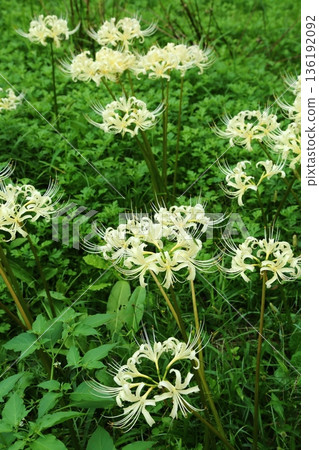 白色巨型布納 136192092