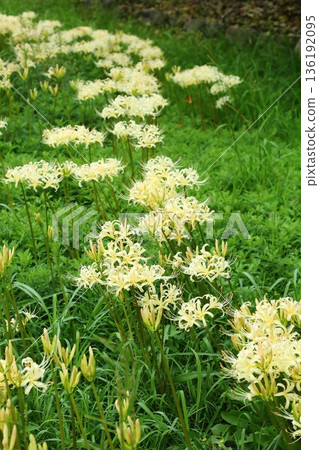 White giant buna White giant buna 136192095